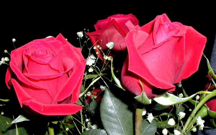 Rote Rosenblüten , Blumenstrauß Hintergrundbilder Bilder