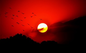 Roter Himmel, Wolken, Sonnenuntergang, glühen, Vögel, Silhouette HD Hintergrundbilder