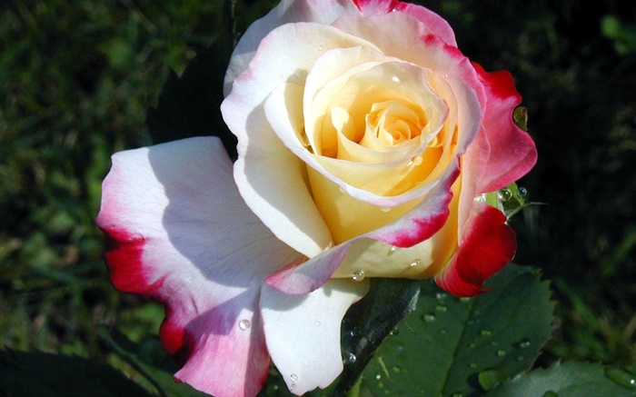 Rose Blume close-up, drei Farben Blütenblätter , Tau Hintergrundbilder Bilder