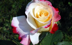 Rose Blume close-up, drei Farben Blütenblätter , Tau