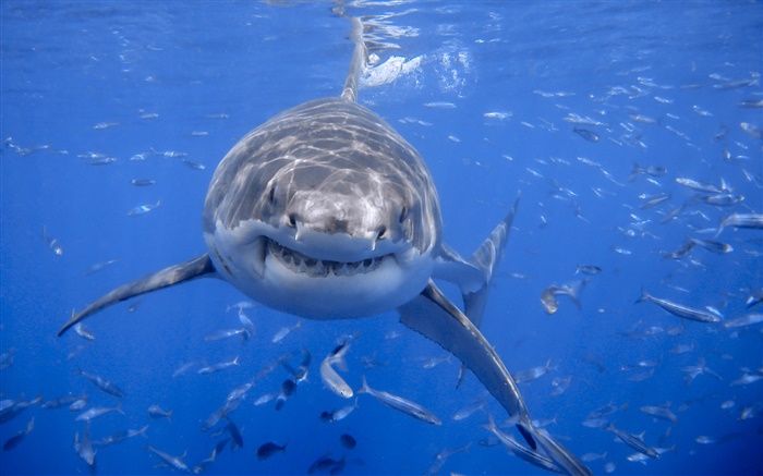 Shark, blaues Meer, Wasser Hintergrundbilder Bilder
