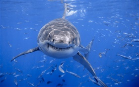 Shark, blaues Meer, Wasser HD Hintergrundbilder