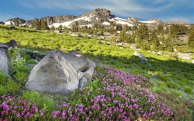 Slope, Berge, Gras, Blumen, Natur HD Hintergrundbilder