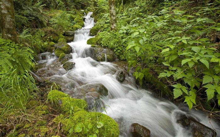 Spring Creek, Busch, Oregon, USA Hintergrundbilder Bilder