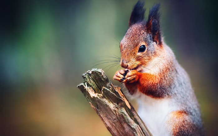 Eichhörnchen-close-up, Bokeh Hintergrundbilder Bilder