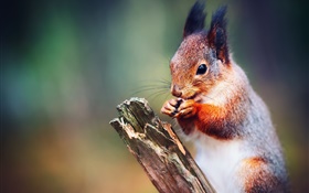 Eichhörnchen-close-up, Bokeh HD Hintergrundbilder