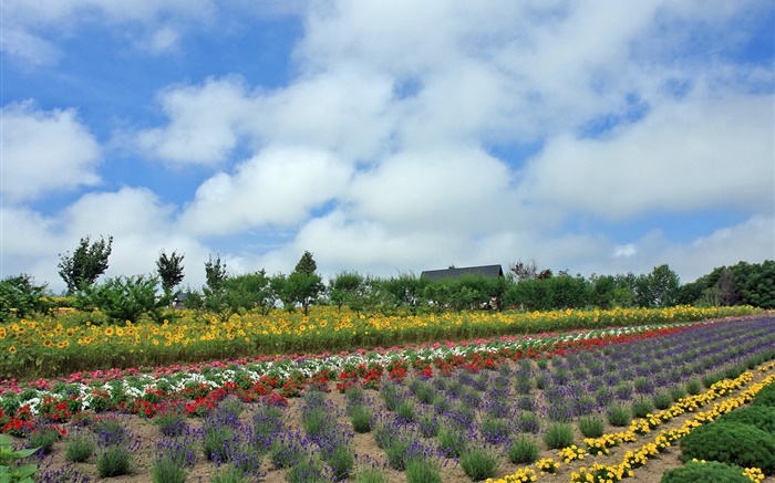 Sommerblumenfeld , Wolke, Hokkaido, Japan Hintergrundbilder Bilder