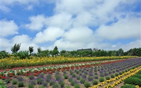 Sommerblumenfeld , Wolke, Hokkaido, Japan HD Hintergrundbilder