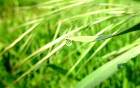 Sommer grün, Gras, Tau, Bokeh HD Hintergrundbilder