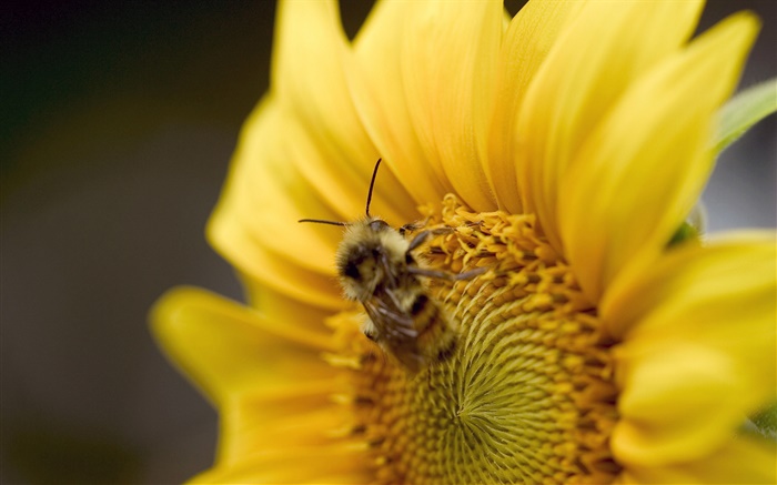 Sonnenblume , Biene close-up Hintergrundbilder Bilder
