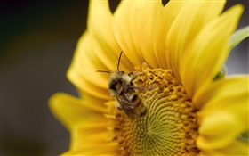 Sonnenblume , Biene close-up HD Hintergrundbilder
