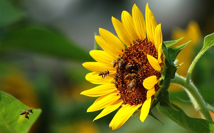 Sonnenblume , Biene, Insekt Hintergrundbilder Bilder