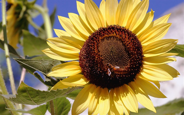 Sonnenblume , gelbe Blütenblätter , Stempel, Biene, Insekt Hintergrundbilder Bilder