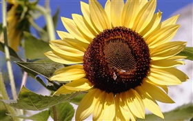 Sonnenblume , gelbe Blütenblätter , Stempel, Biene, Insekt