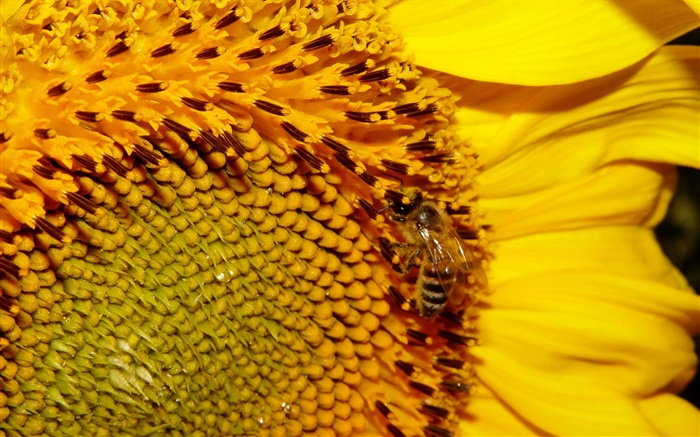 Sonnenblume , gelbe Blütenblätter , Stempel, Biene Hintergrundbilder Bilder