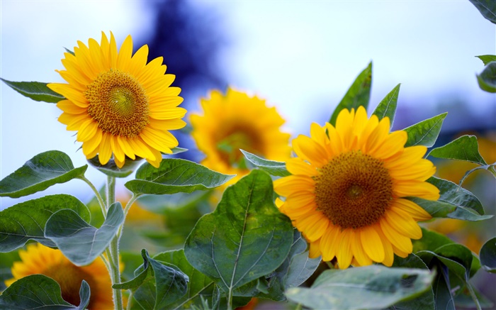 Sonnenblumen  close-up, gelben Blüten Hintergrundbilder Bilder
