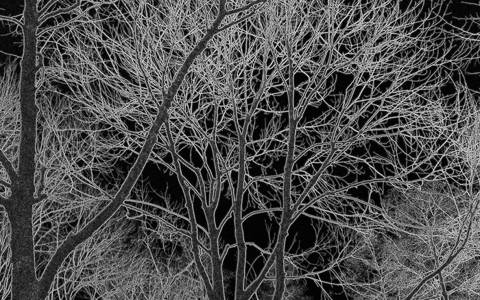 Bäume, schwarz und weiß, design Hintergrundbilder Bilder