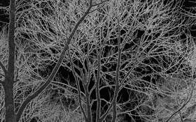 Bäume, schwarz und weiß, design HD Hintergrundbilder