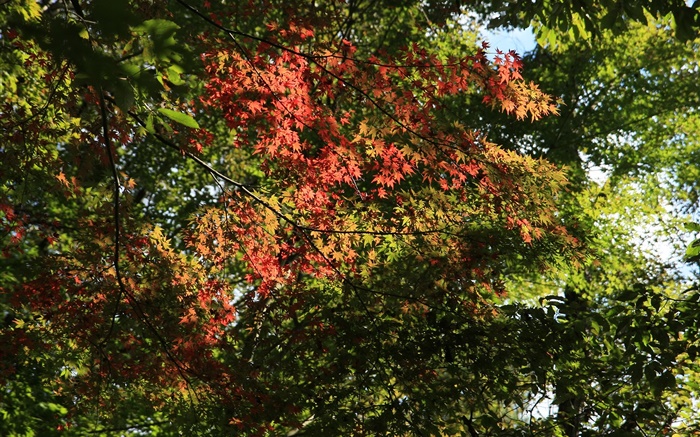 Bäume, Ahorn-Blätter, grün und rot, Sonnenlicht, Herbst Hintergrundbilder Bilder