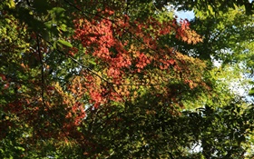 Bäume, Ahorn-Blätter, grün und rot, Sonnenlicht, Herbst HD Hintergrundbilder