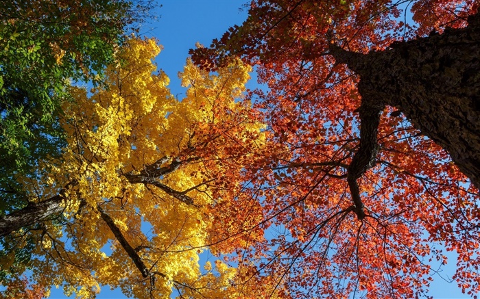 Bäume, gelbe und rote Blätter, Herbst Hintergrundbilder Bilder