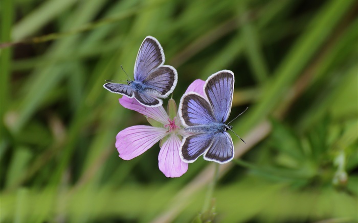 Zwei Schmetterlinge, Gras, Blume, Bokeh Hintergrundbilder Bilder