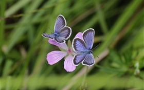 Zwei Schmetterlinge, Gras, Blume, Bokeh HD Hintergrundbilder