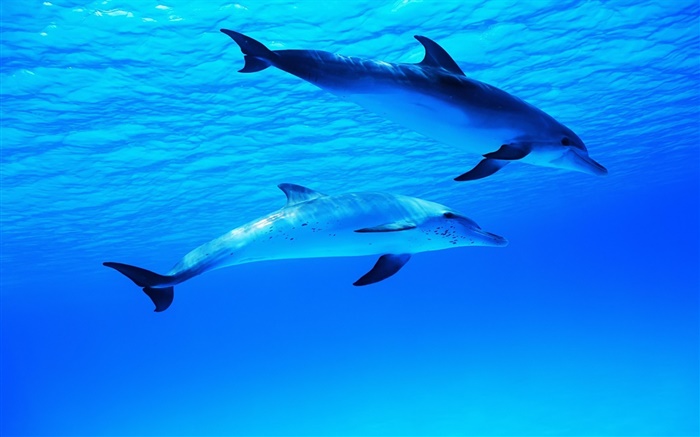 Zwei Delphine, Unterwasser , Meer, Ozean Hintergrundbilder Bilder