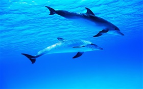 Zwei Delphine, Unterwasser , Meer, Ozean HD Hintergrundbilder