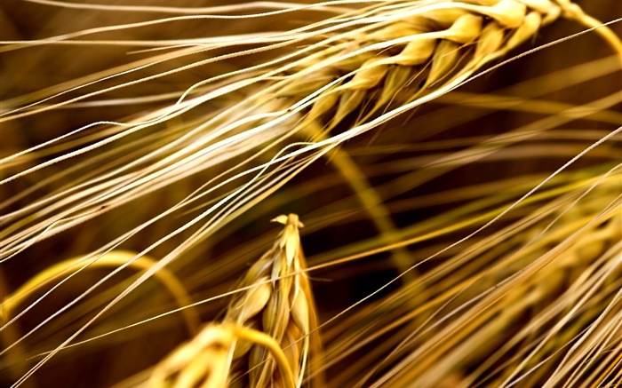 Wheat close-up Hintergrundbilder Bilder