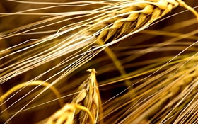 Wheat close-up HD Hintergrundbilder