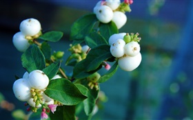 Weiße Beeren, Blätter, Zweig, Bokeh HD Hintergrundbilder