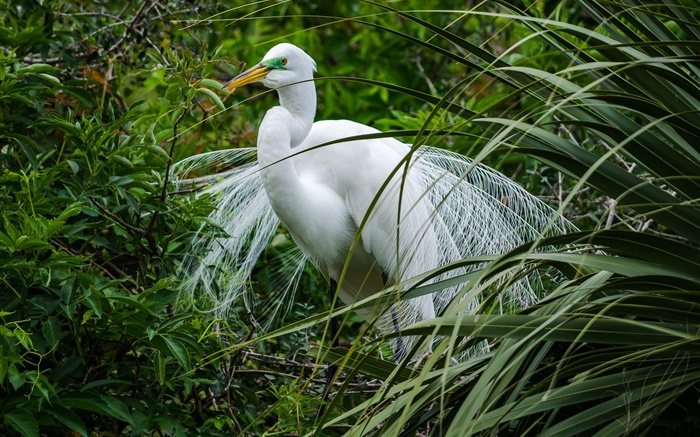 Weißer Vogel, Reiher, grünes Gras Hintergrundbilder Bilder