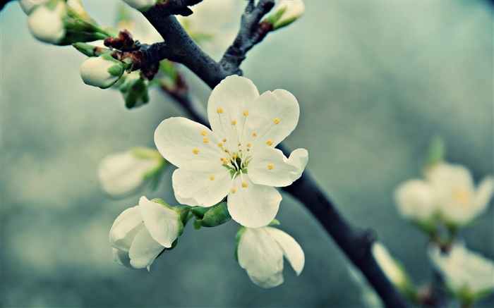 White Cherry Blumen, Blüten, Frühling, blühen Hintergrundbilder Bilder