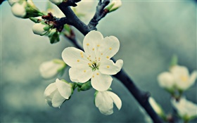 White Cherry Blumen, Blüten, Frühling, blühen