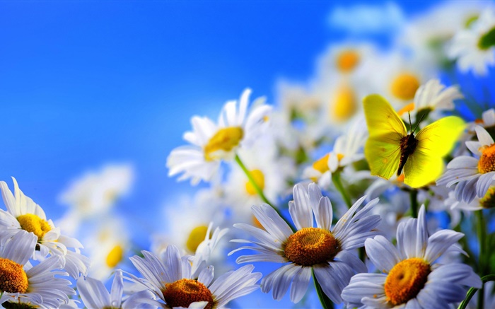White Daisy Blumen, Schmetterling, blauer Himmel Hintergrundbilder Bilder