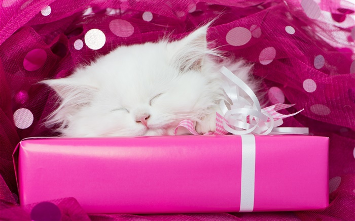 Weiße Katze schlafen, Geschenke Hintergrundbilder Bilder