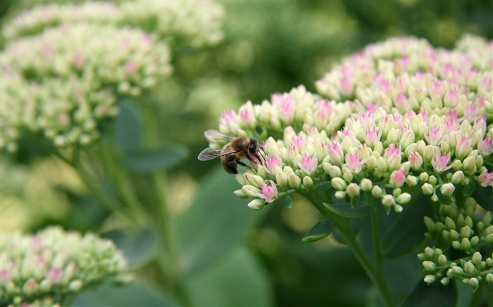 Weiße kleine Blumen, Biene, Insekt, Bokeh Hintergrundbilder Bilder