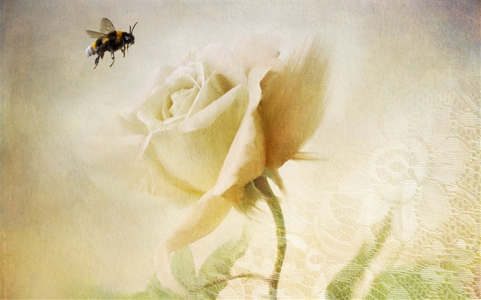 Weiße Rose, Biene, Textur Hintergrundbilder Bilder