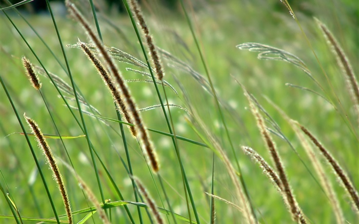 Wildes Gras, Bokeh Hintergrundbilder Bilder