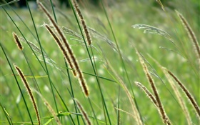 Wildes Gras, Bokeh HD Hintergrundbilder