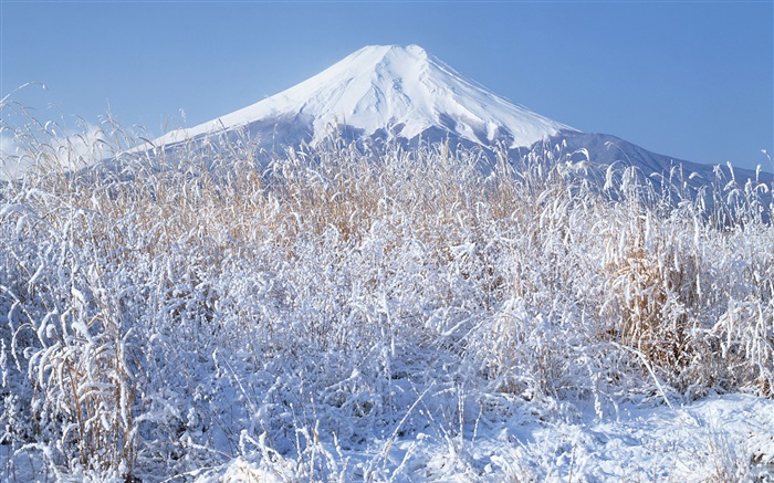 Winter, Gras, Schnee, Mount Fuji, Japan Hintergrundbilder Bilder