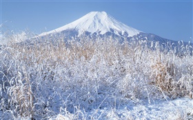 Winter, Gras, Schnee, Mount Fuji, Japan HD Hintergrundbilder
