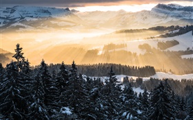 Winter, Berge, Morgen, Strahlen der Sonne, Bäume, Schnee HD Hintergrundbilder