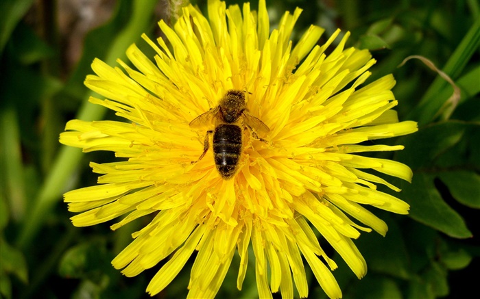 Gelbe Chrysantheme und Biene Hintergrundbilder Bilder