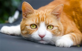 Gelbe Augen Katze will schlafen HD Hintergrundbilder