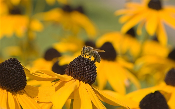 Gelbe Blumen, schwarze Stempel, Biene Hintergrundbilder Bilder