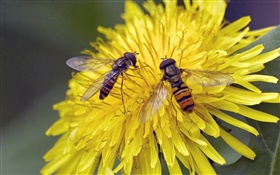 Gelbe Blumen, Chrysantheme, zwei Bienen HD Hintergrundbilder