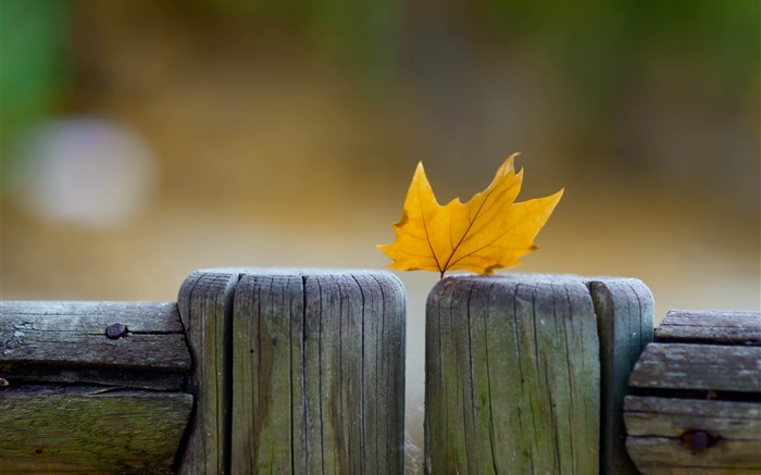 Gelbes Blatt, Zaun, Herbst Hintergrundbilder Bilder