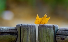 Gelbes Blatt, Zaun, Herbst HD Hintergrundbilder